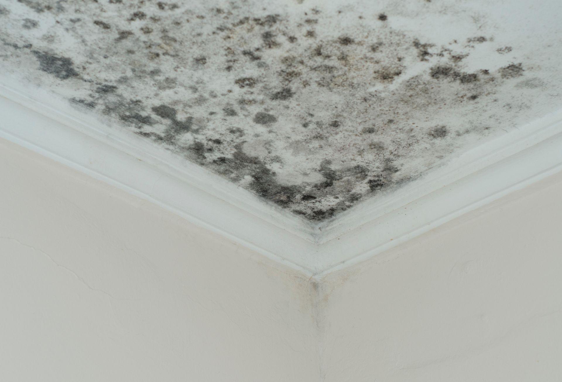Mold growth on a ceiling corner